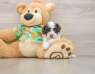 5 week old Cockapoo Puppy For Sale - Seaside Pups