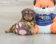 8 week old Cockapoo Puppy For Sale - Seaside Pups