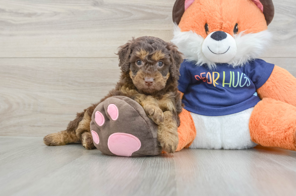 5 week old Cockapoo Puppy For Sale - Seaside Pups