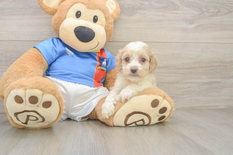 5 week old Cockapoo Puppy For Sale - Seaside Pups