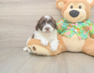 5 week old Cockapoo Puppy For Sale - Seaside Pups