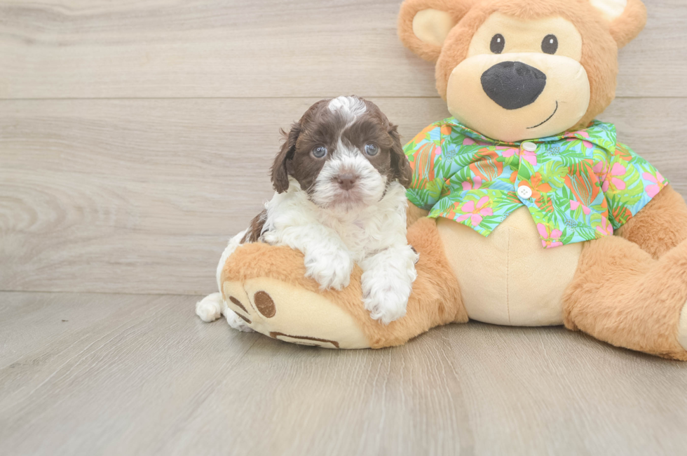 5 week old Cockapoo Puppy For Sale - Seaside Pups