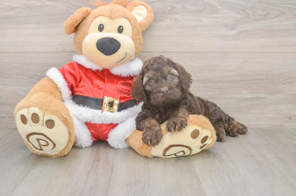 5 week old Cockapoo Puppy For Sale - Seaside Pups