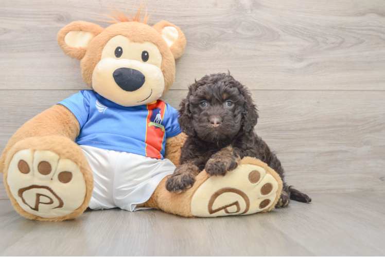 Cockapoo Pup Being Cute