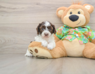 5 week old Cockapoo Puppy For Sale - Seaside Pups