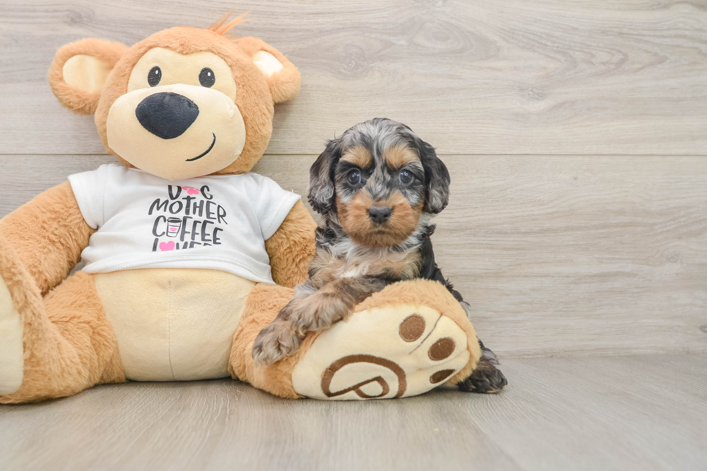 Cockapoo Puppy for Adoption