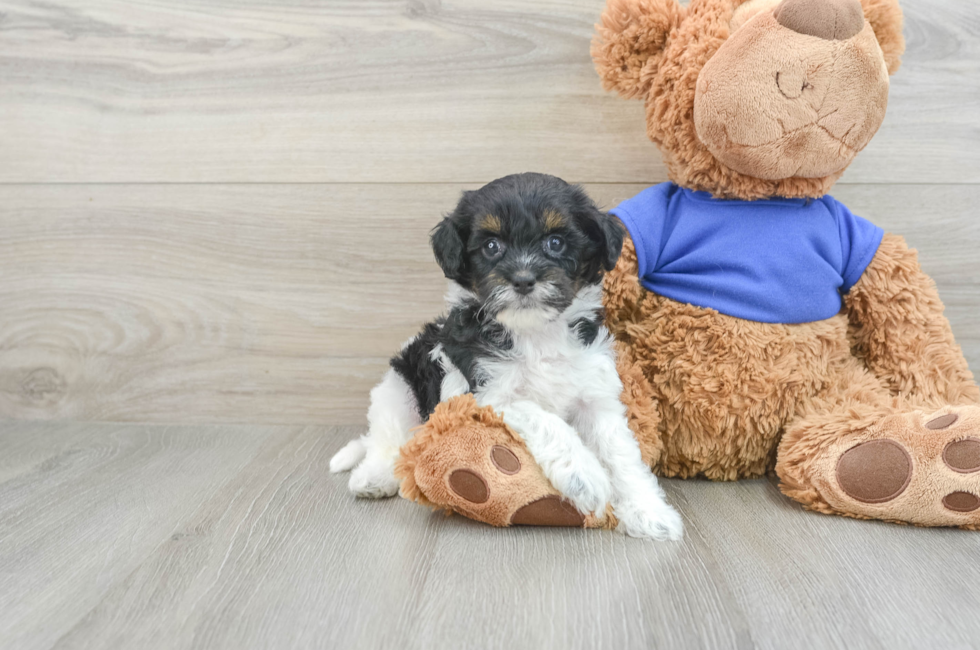 6 week old Cockapoo Puppy For Sale - Seaside Pups