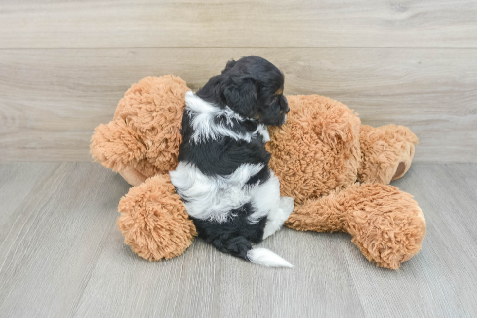 Cockapoo Pup Being Cute