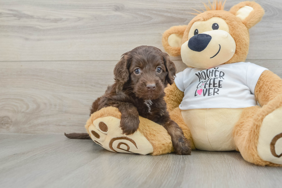 Cockapoo Puppy for Adoption