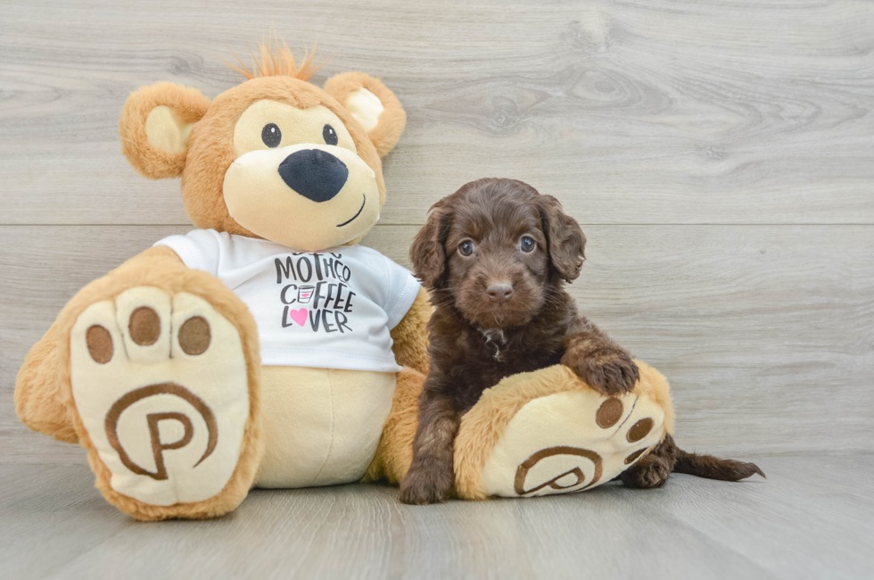 7 week old Cockapoo Puppy For Sale - Seaside Pups