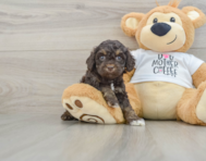 8 week old Cockapoo Puppy For Sale - Seaside Pups