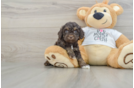Little Cocker Doodle Poodle Mix Puppy
