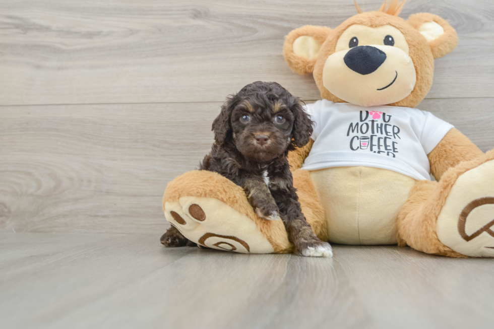 Little Cocker Doodle Poodle Mix Puppy