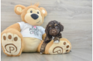 Cockapoo Puppy for Adoption