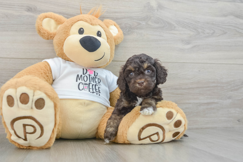 Cockapoo Puppy for Adoption