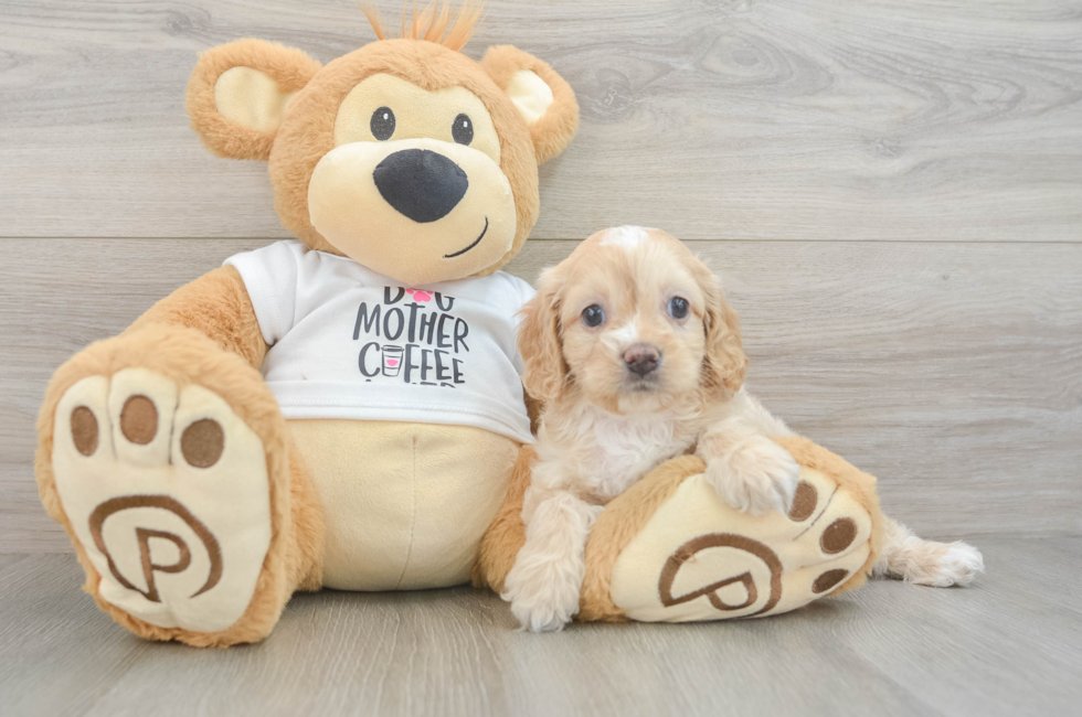 6 week old Cockapoo Puppy For Sale - Seaside Pups