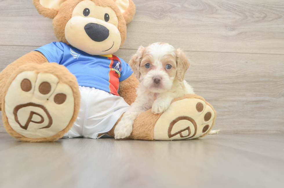 5 week old Cockapoo Puppy For Sale - Seaside Pups