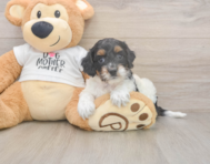 6 week old Cockapoo Puppy For Sale - Seaside Pups