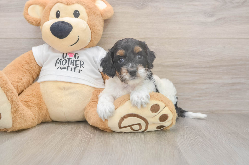5 week old Cockapoo Puppy For Sale - Seaside Pups