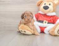 6 week old Cockapoo Puppy For Sale - Seaside Pups