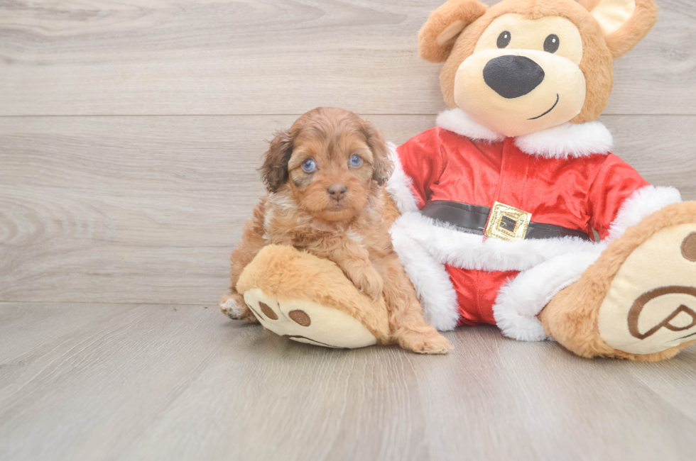 5 week old Cockapoo Puppy For Sale - Seaside Pups