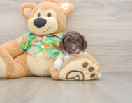 5 week old Cockapoo Puppy For Sale - Seaside Pups