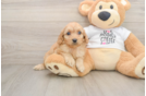 Smart Cockapoo Poodle Mix Pup