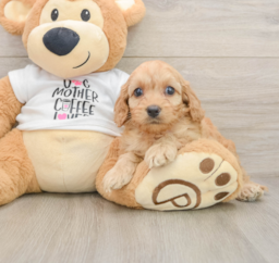 8 week old Cockapoo Puppy For Sale - Seaside Pups
