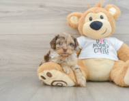 9 week old Cockapoo Puppy For Sale - Seaside Pups
