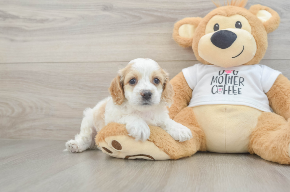 5 week old Cockapoo Puppy For Sale - Seaside Pups