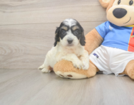 8 week old Cockapoo Puppy For Sale - Seaside Pups