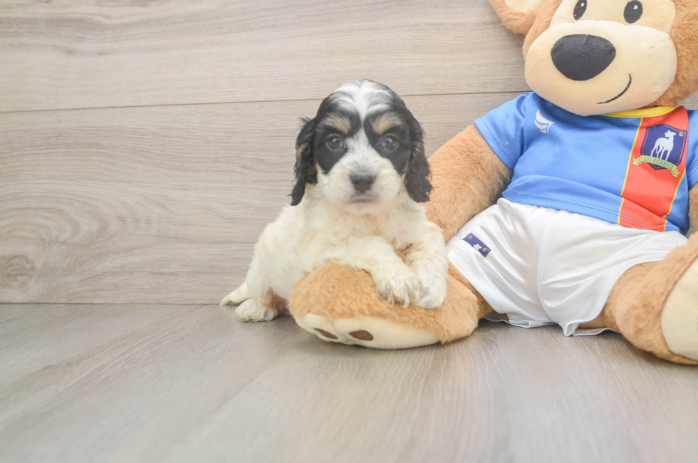 5 week old Cockapoo Puppy For Sale - Seaside Pups