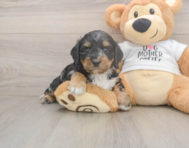 6 week old Cockapoo Puppy For Sale - Seaside Pups