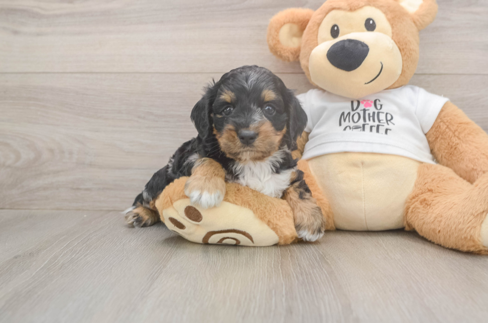 5 week old Cockapoo Puppy For Sale - Seaside Pups