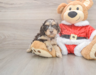 6 week old Cockapoo Puppy For Sale - Seaside Pups