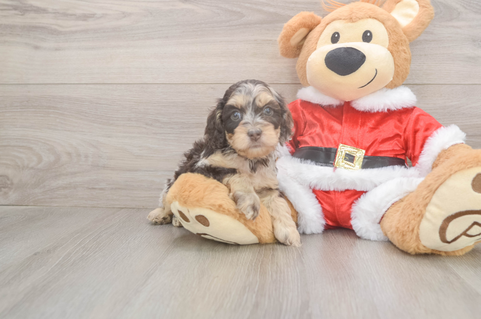 5 week old Cockapoo Puppy For Sale - Seaside Pups