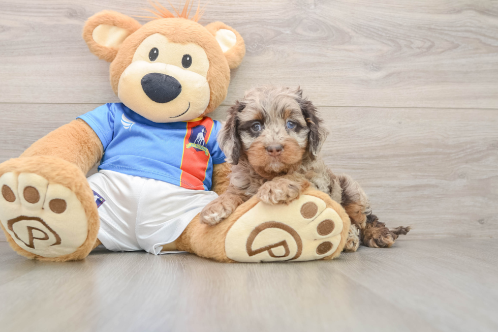 Cockapoo Puppy for Adoption