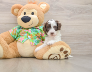 7 week old Cockapoo Puppy For Sale - Seaside Pups