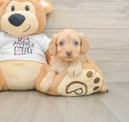 8 week old Cockapoo Puppy For Sale - Seaside Pups