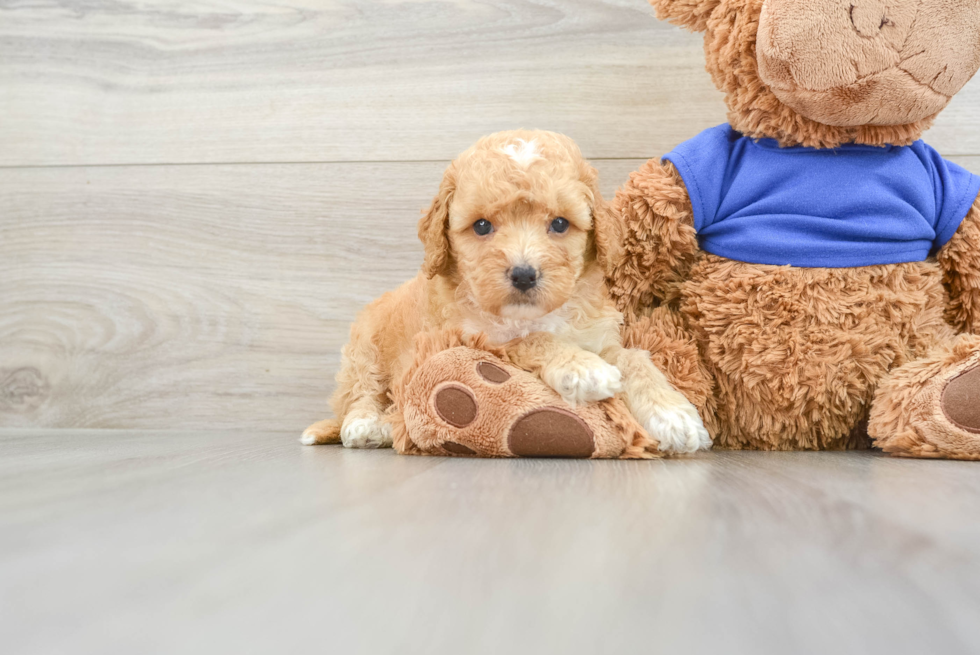 Cockapoo Puppy for Adoption