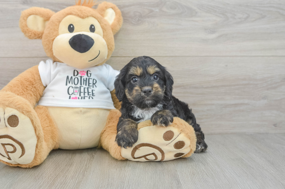 5 week old Cockapoo Puppy For Sale - Seaside Pups
