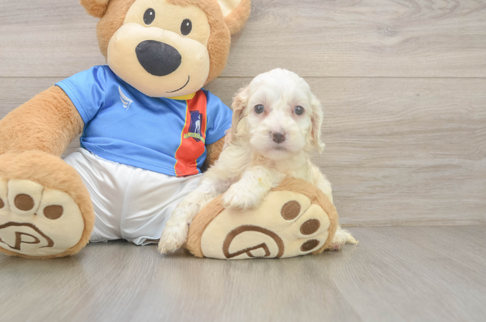 5 week old Cockapoo Puppy For Sale - Seaside Pups