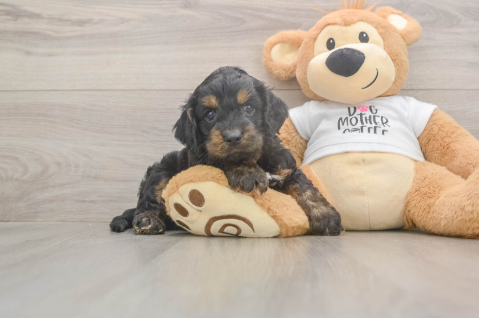 5 week old Cockapoo Puppy For Sale - Seaside Pups