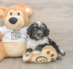 8 week old Cockapoo Puppy For Sale - Seaside Pups
