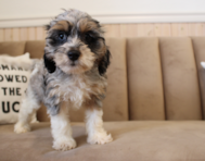 10 week old Cockapoo Puppy For Sale - Seaside Pups