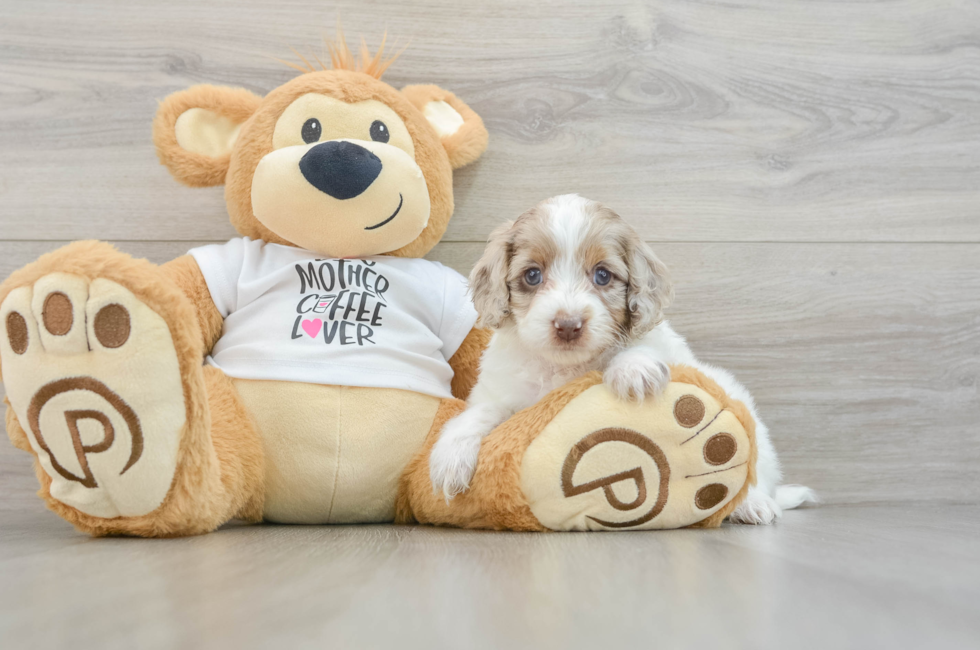 7 week old Cockapoo Puppy For Sale - Seaside Pups