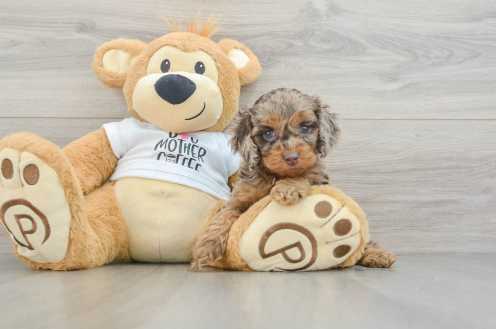 5 week old Cockapoo Puppy For Sale - Seaside Pups