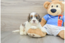 Best Cockapoo Baby
