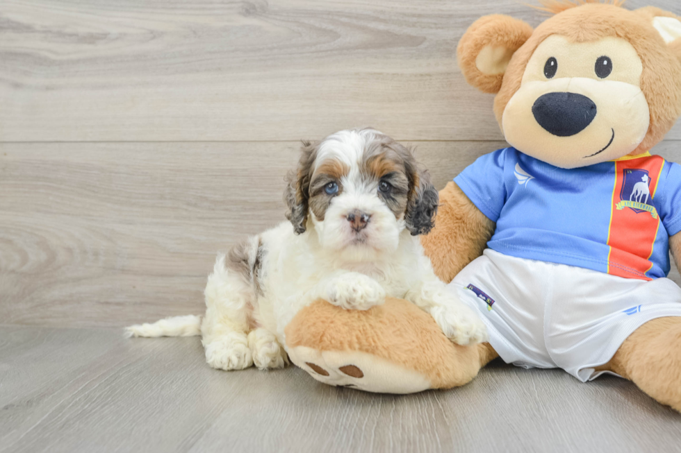 Best Cockapoo Baby