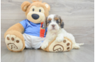 Best Cockapoo Baby